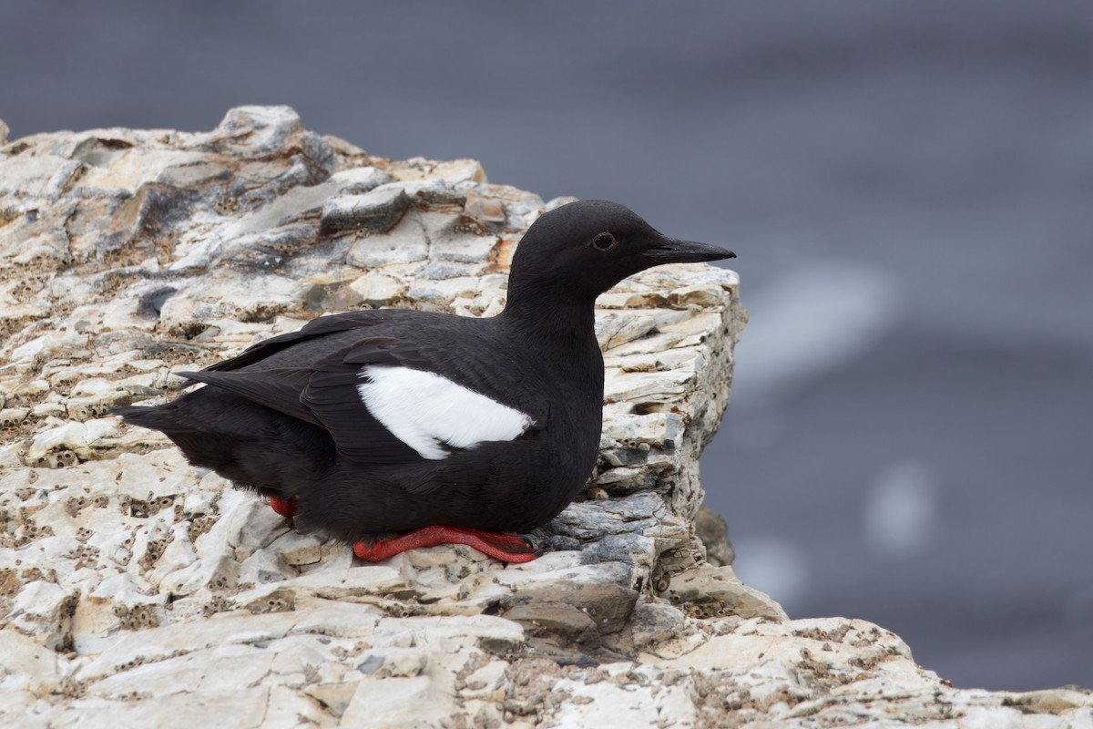 Pigeon Guillemot - ML620756723