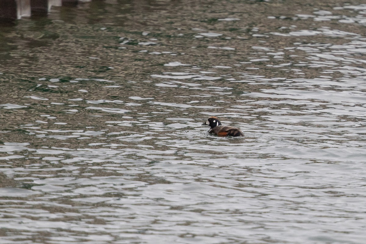 Harlequin Duck - ML620756724