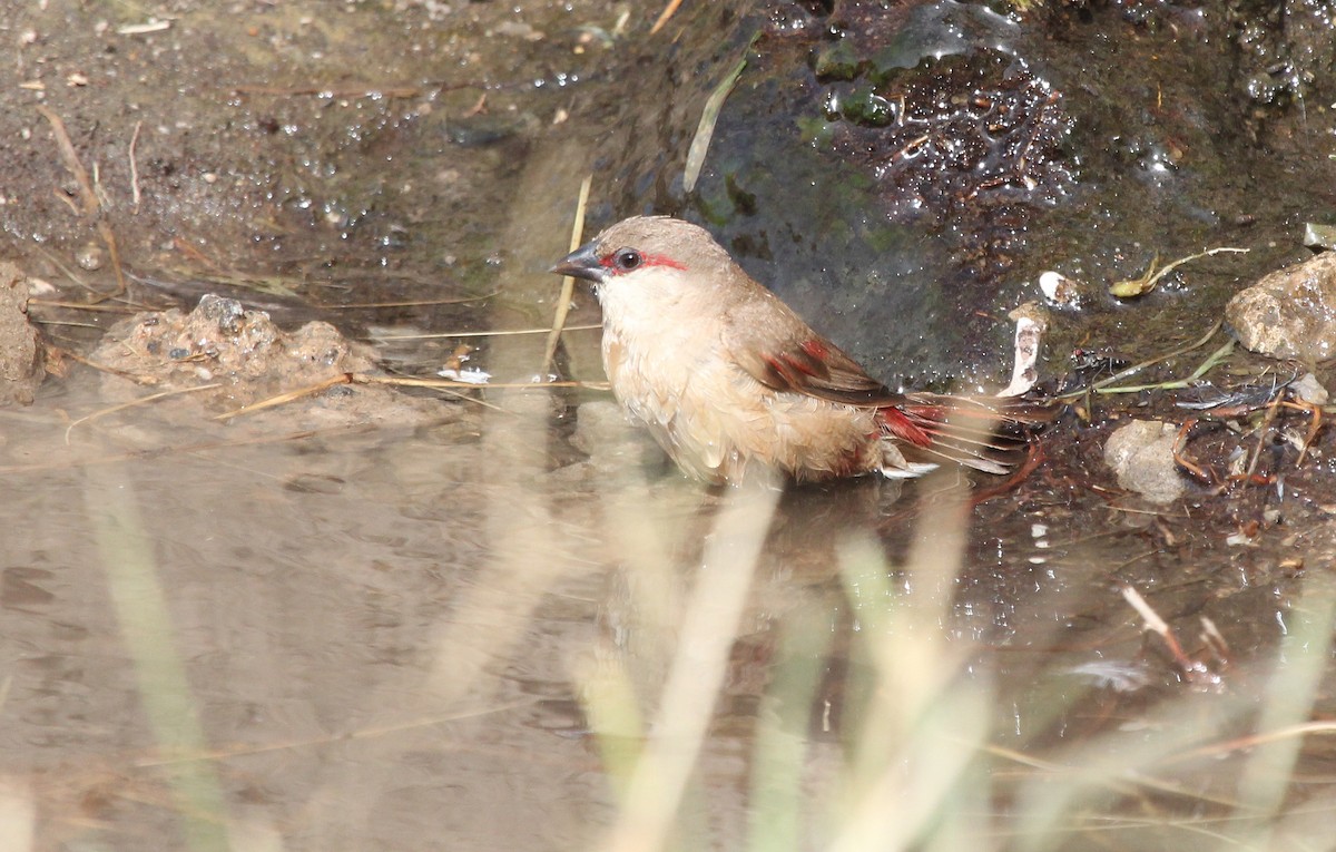 Crimson-rumped Waxbill - ML620756725