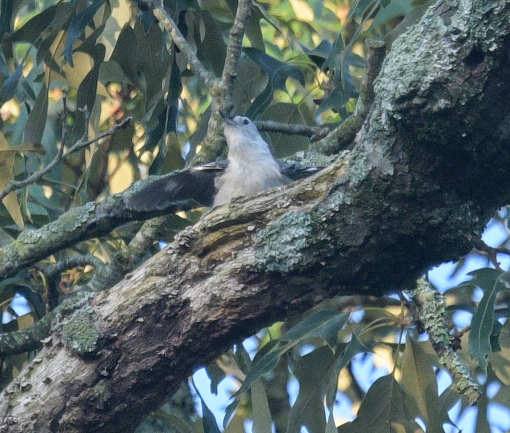 White-breasted Nuthatch - ML620756727