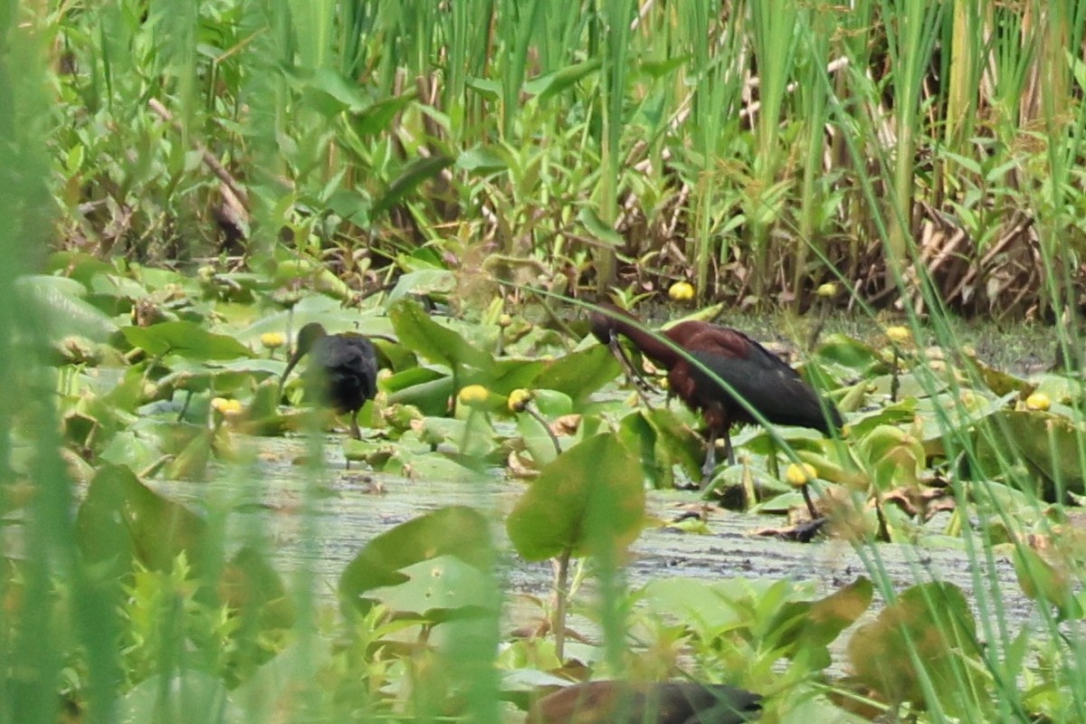 Glossy Ibis - ML620756728