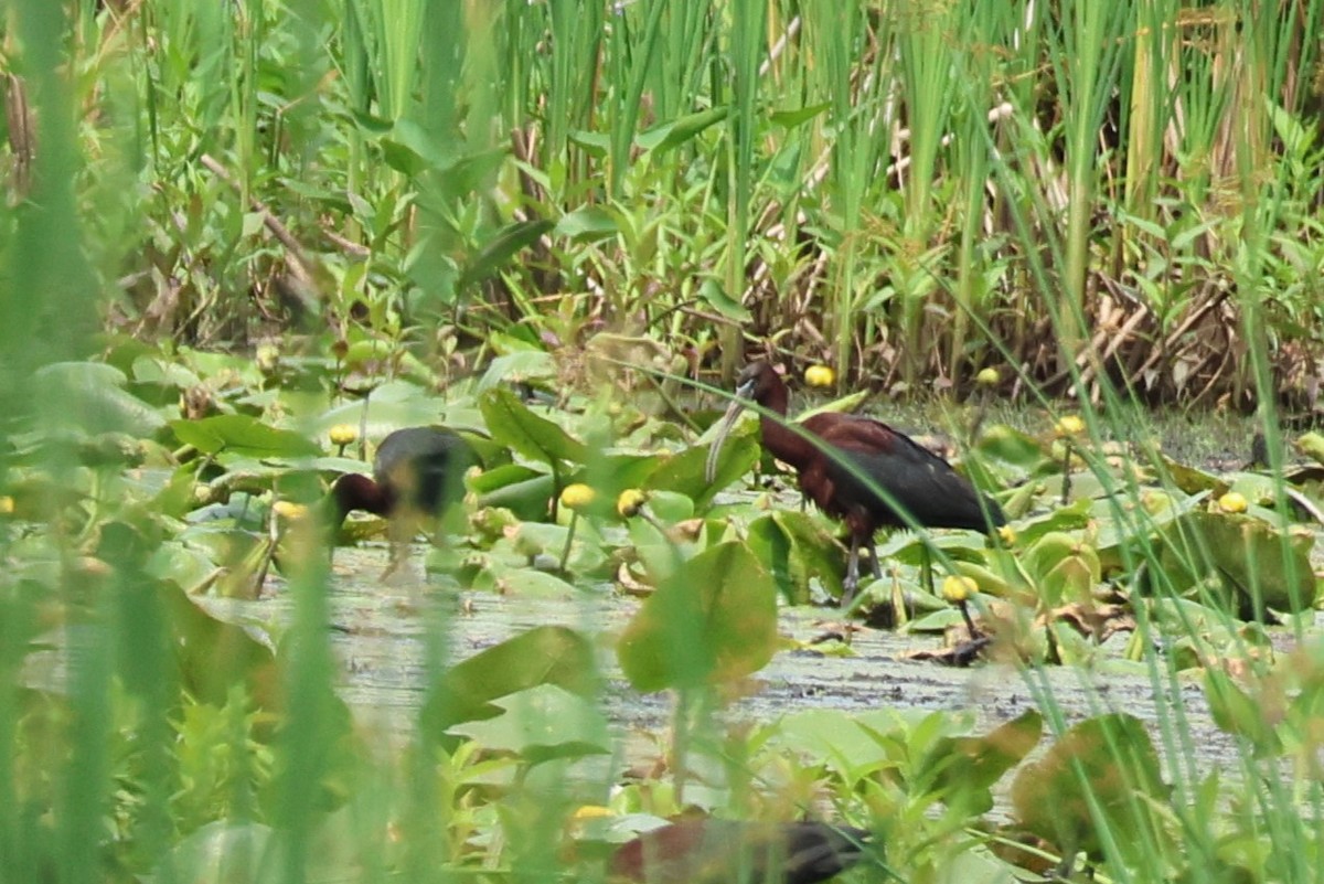 Glossy Ibis - ML620756729