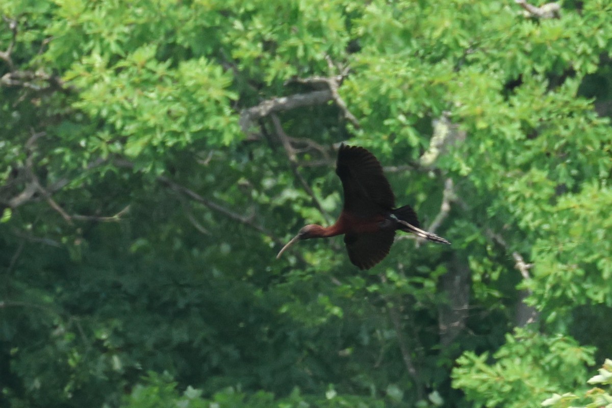 Glossy Ibis - ML620756730