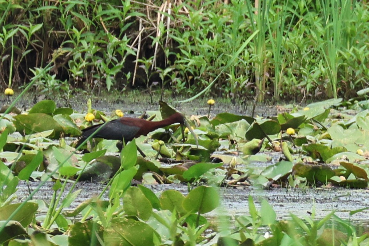 Glossy Ibis - ML620756731