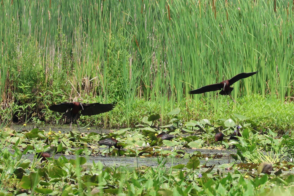 Glossy Ibis - ML620756732