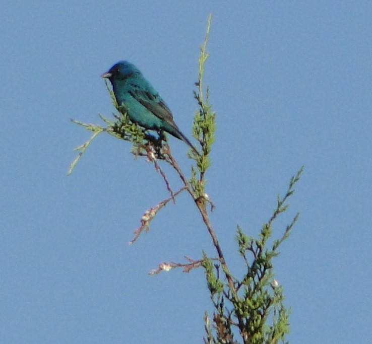 ルリノジコ - ML620756735