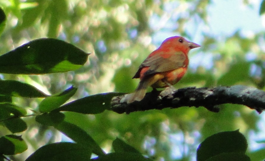 ナツフウキンチョウ - ML620756755