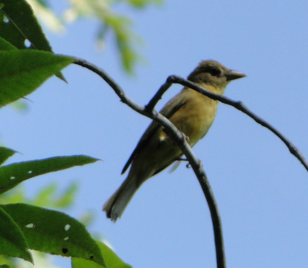 ナツフウキンチョウ - ML620756756