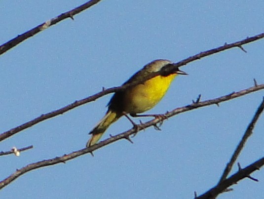 カオグロアメリカムシクイ - ML620756760