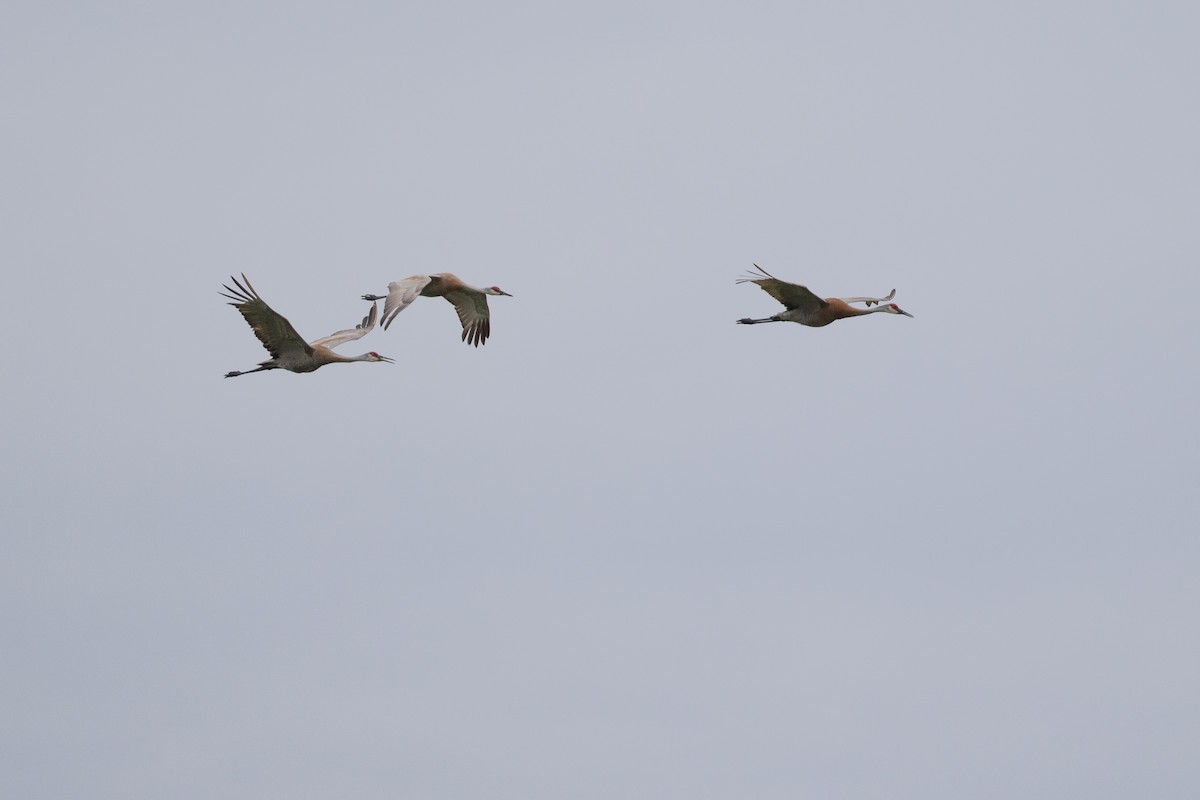 Sandhill Crane - ML620756765