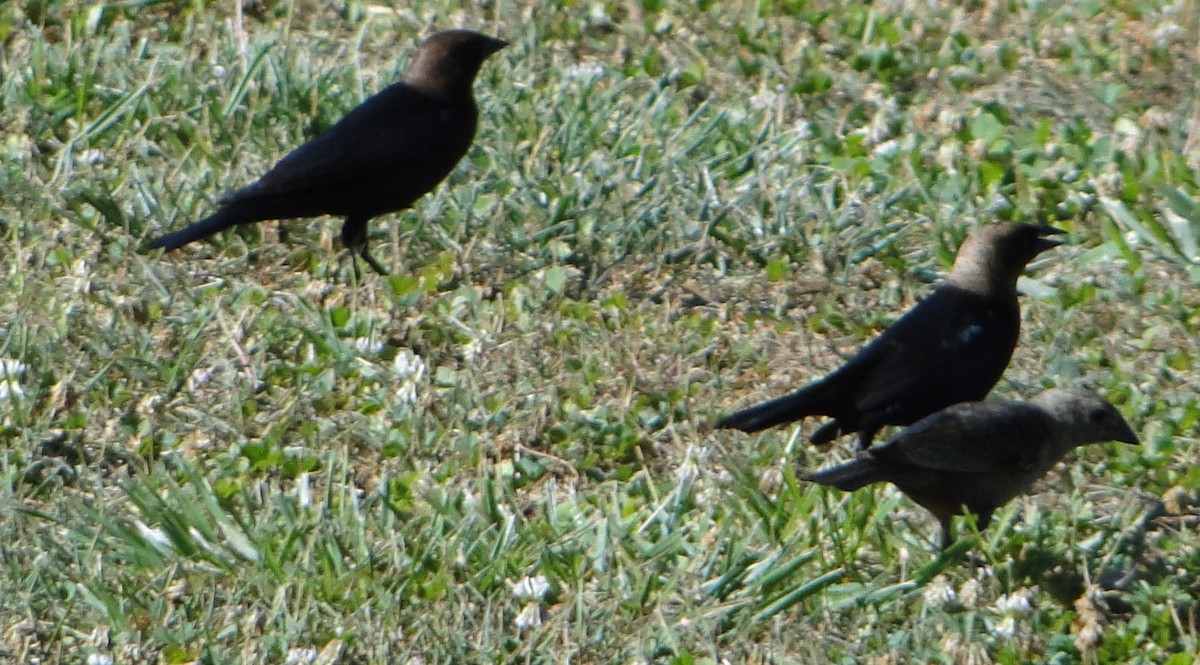 コウウチョウ - ML620756766