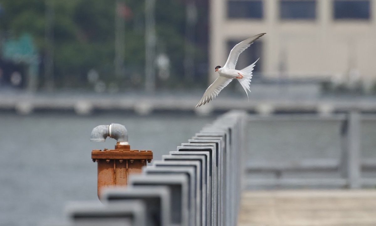 Common Tern - ML620756768