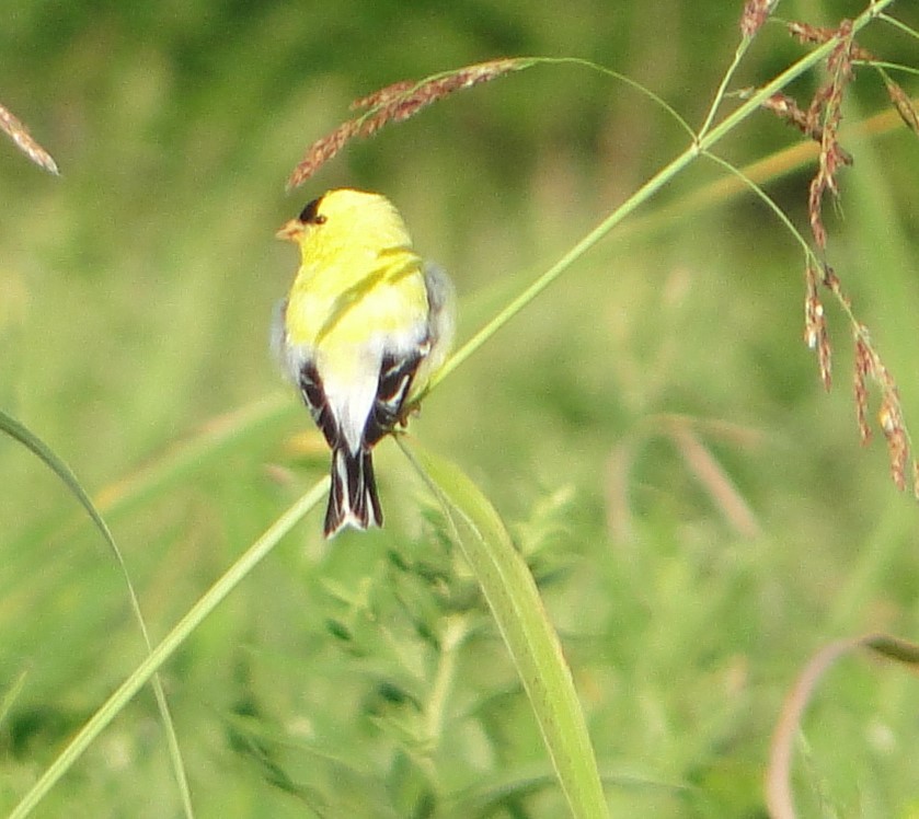 オウゴンヒワ - ML620756771