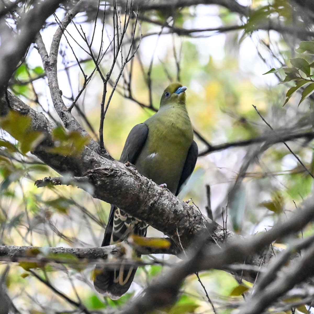 Тайваньский зелёный голубь (permagnus/medioximus) - ML620756786
