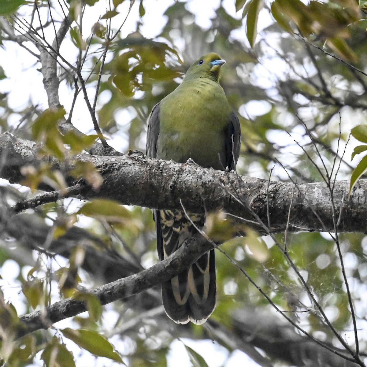 Whistling Green-Pigeon (Ryukyu) - ML620756787