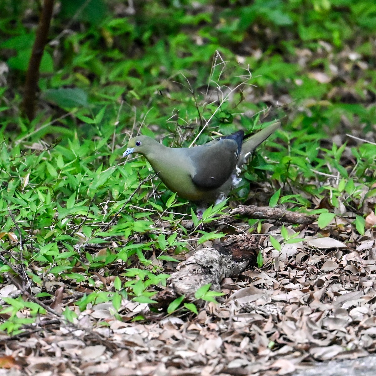 Тайваньский зелёный голубь (permagnus/medioximus) - ML620756798
