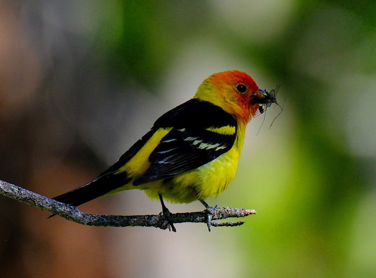 Western Tanager - ML620756803