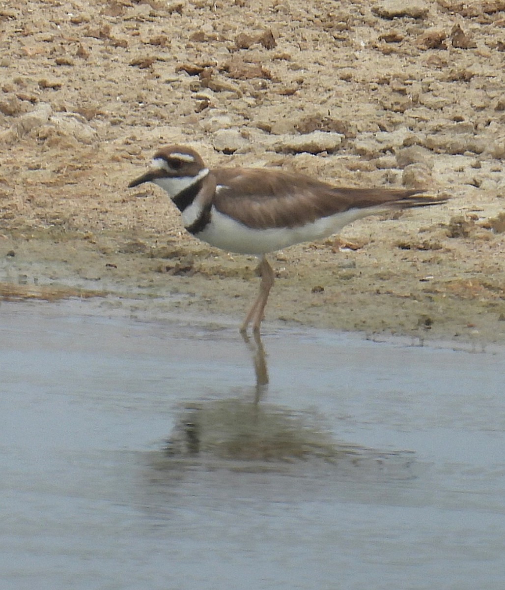 Killdeer - ML620756804