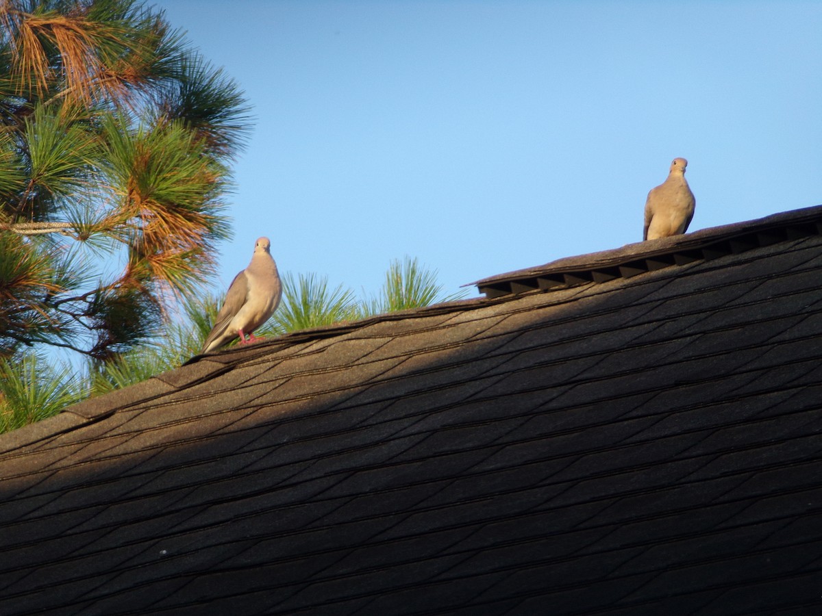 Mourning Dove - ML620756810