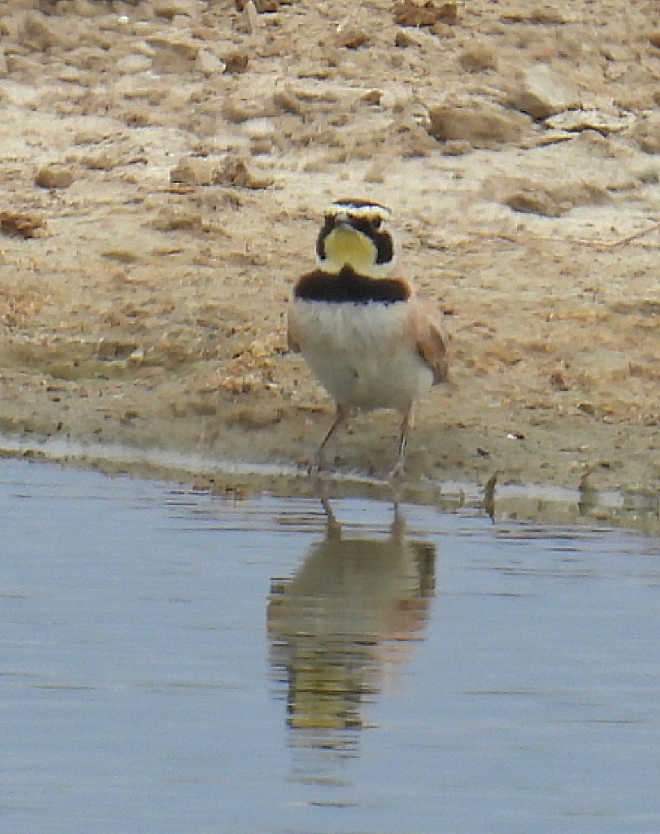 Horned Lark - ML620756814