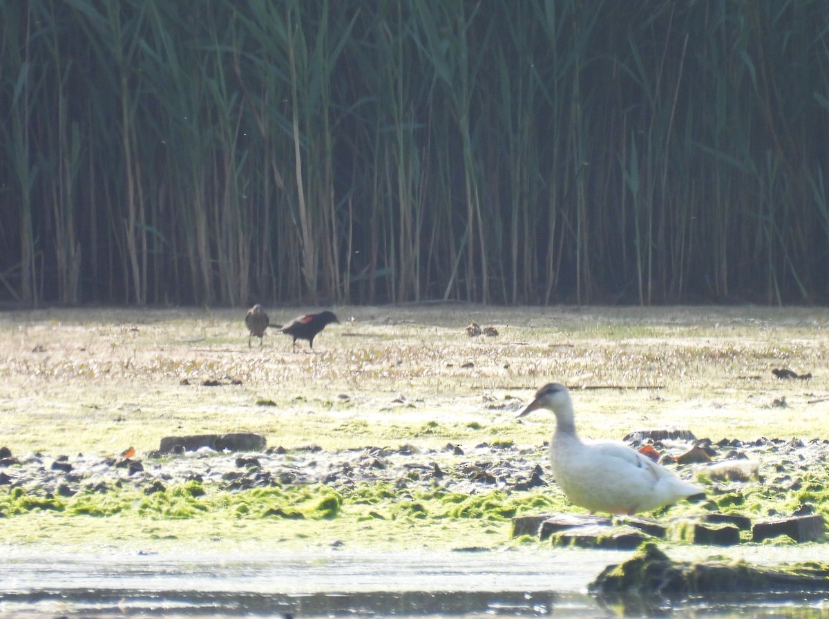 Canard colvert - ML620756817