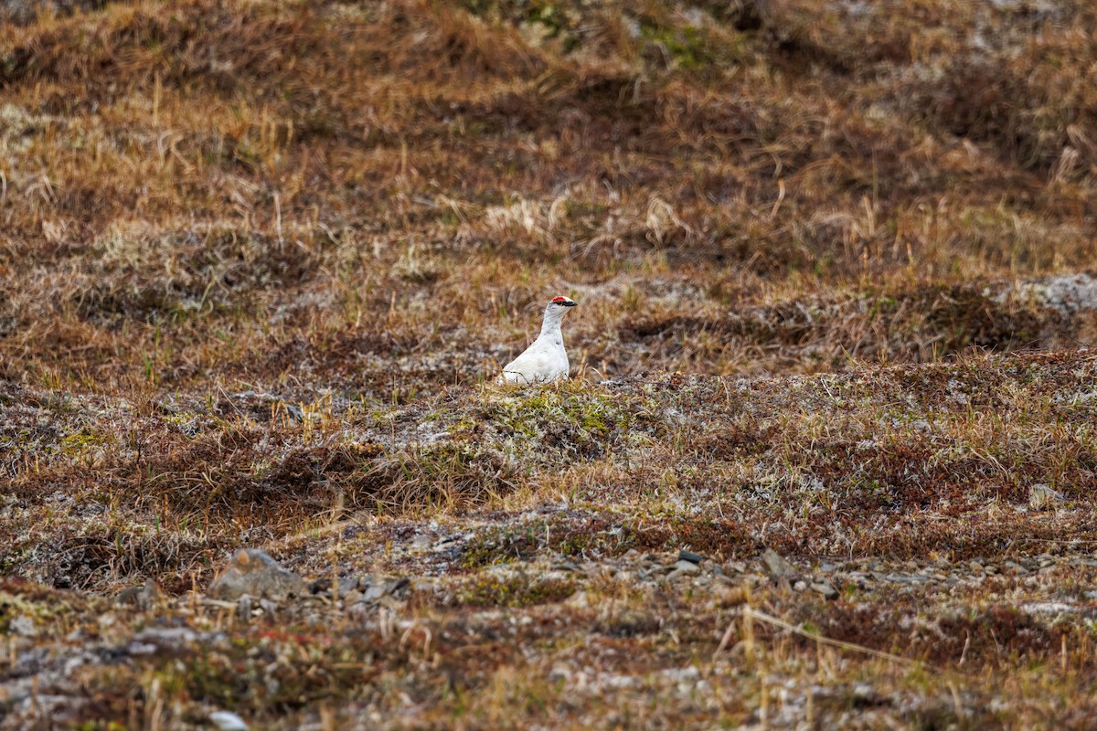 Lagopède alpin - ML620756823