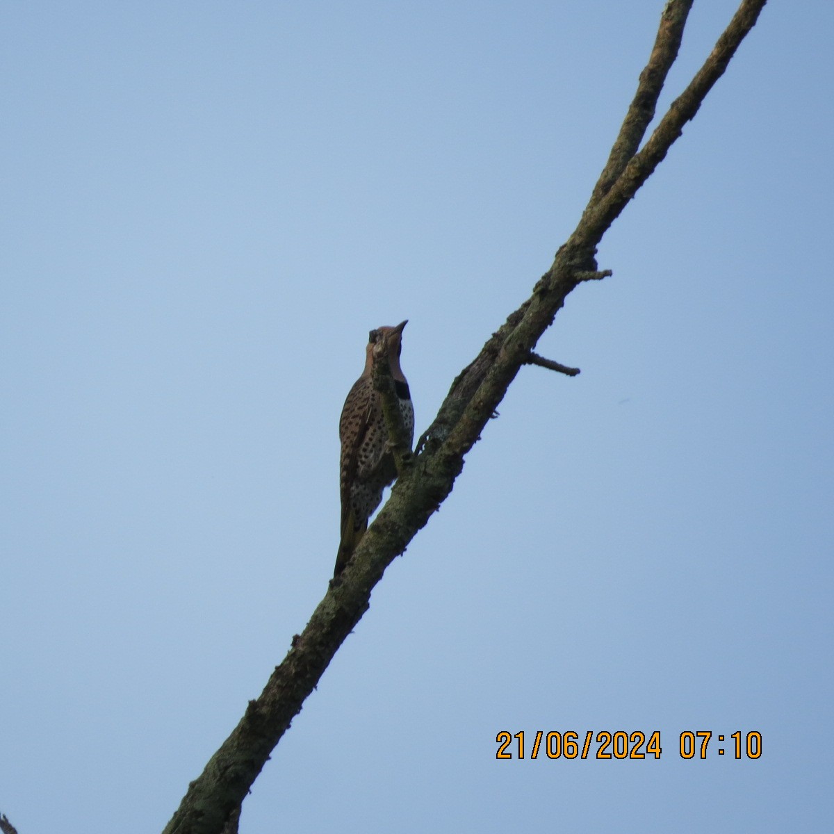Northern Flicker (Yellow-shafted) - ML620756835