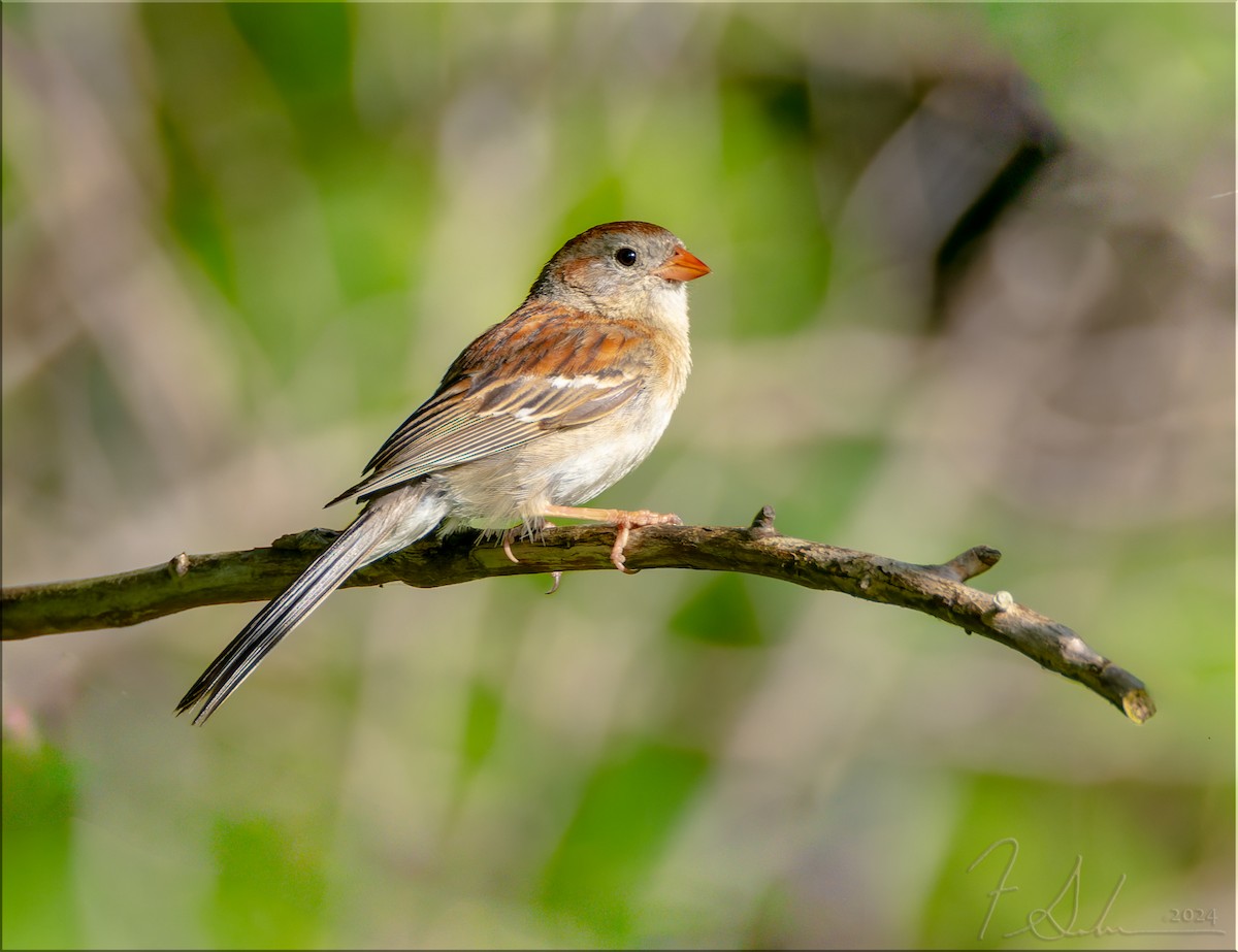Field Sparrow - ML620756836