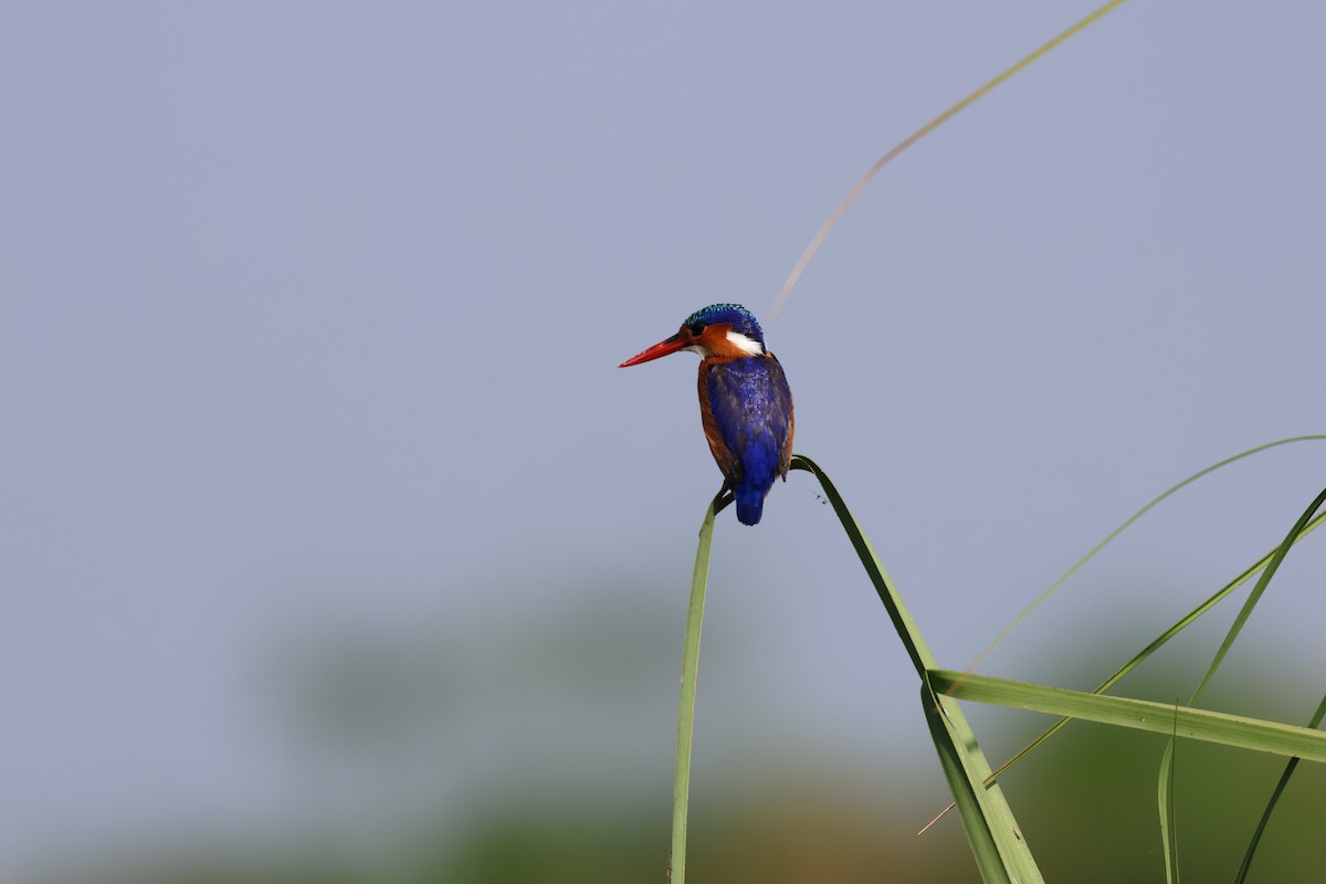 Malachite Kingfisher - ML620756845