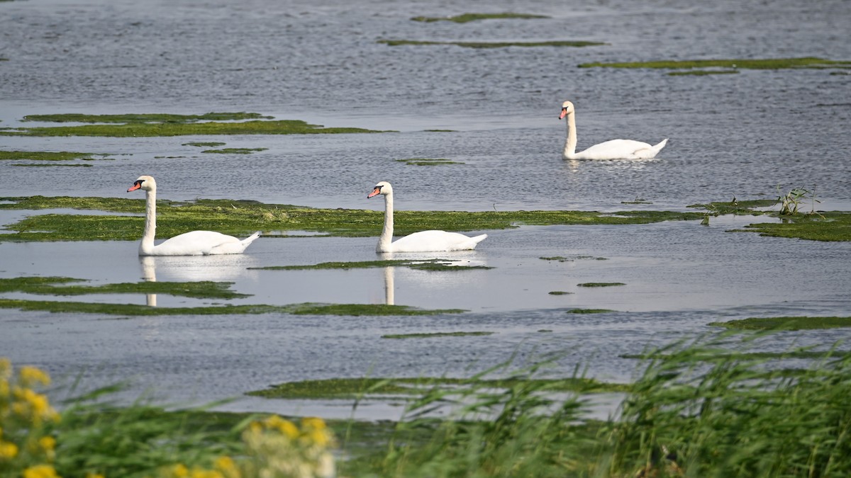 Mute Swan - Kenzhegul Qanatbek