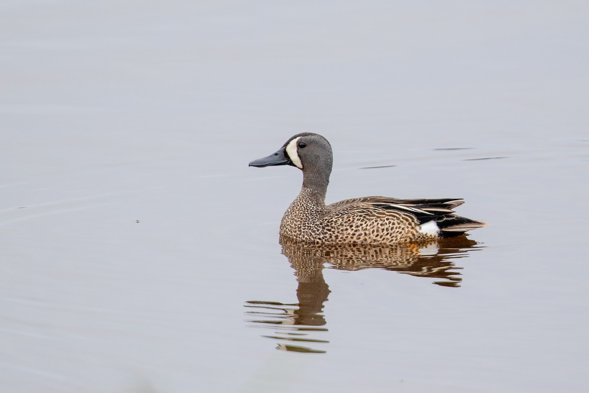 Blue-winged Teal - ML620756849