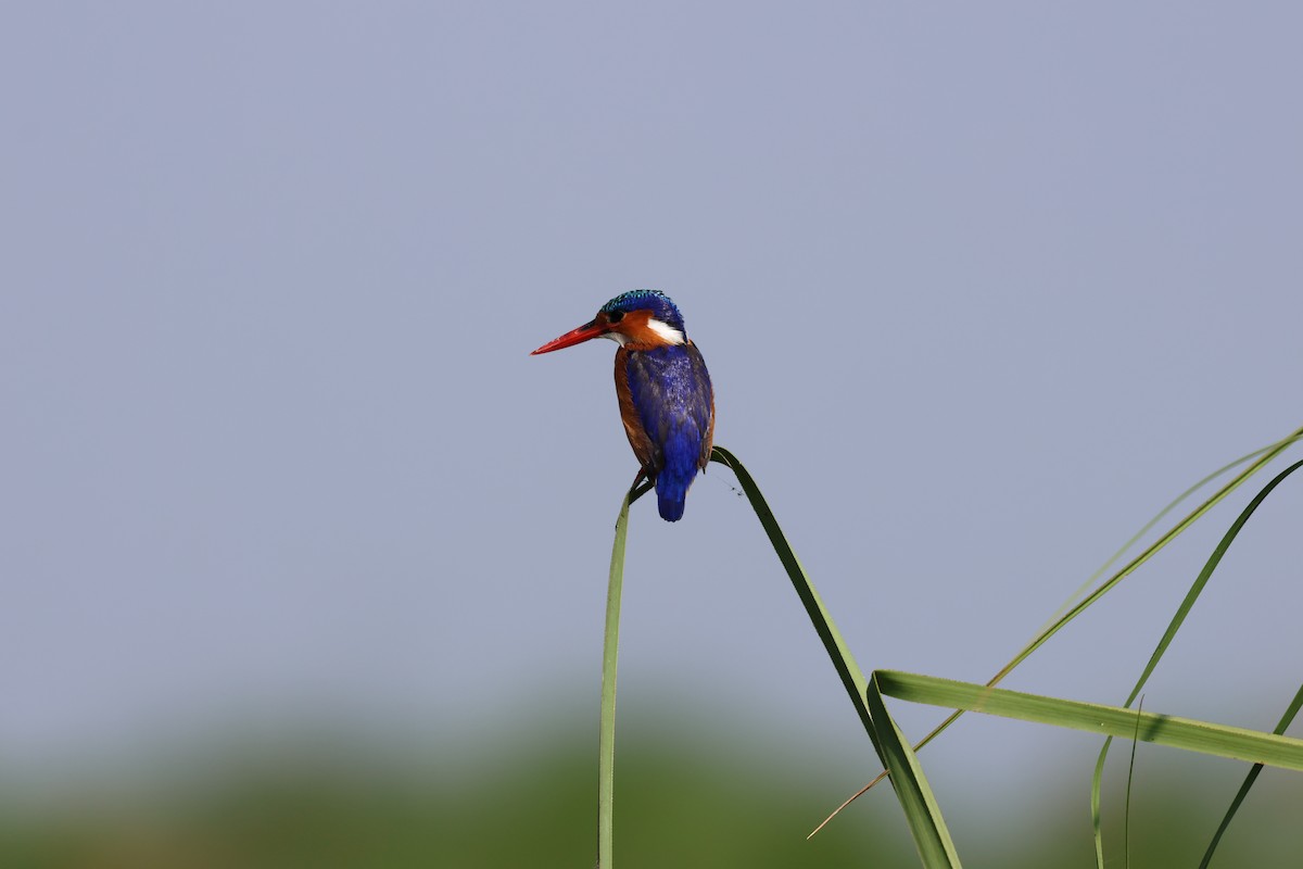 Malachite Kingfisher - ML620756852