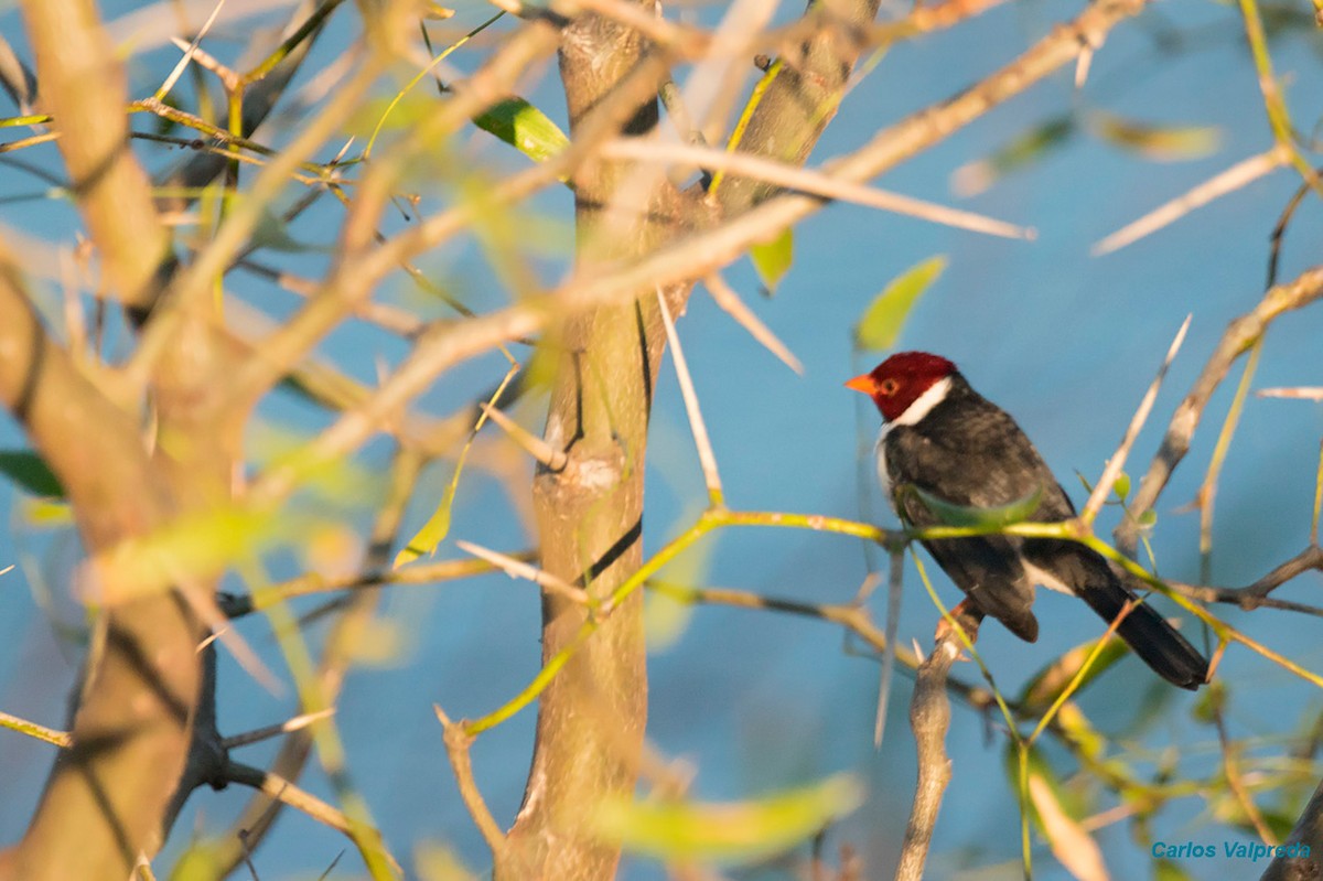 Yellow-billed Cardinal - ML620756859