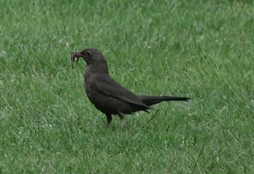 Eurasian Blackbird - ML620756861