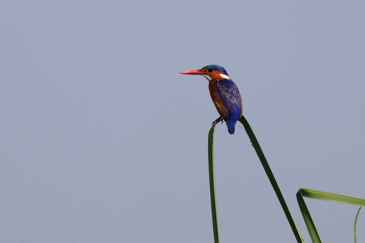 Malachite Kingfisher - ML620756864