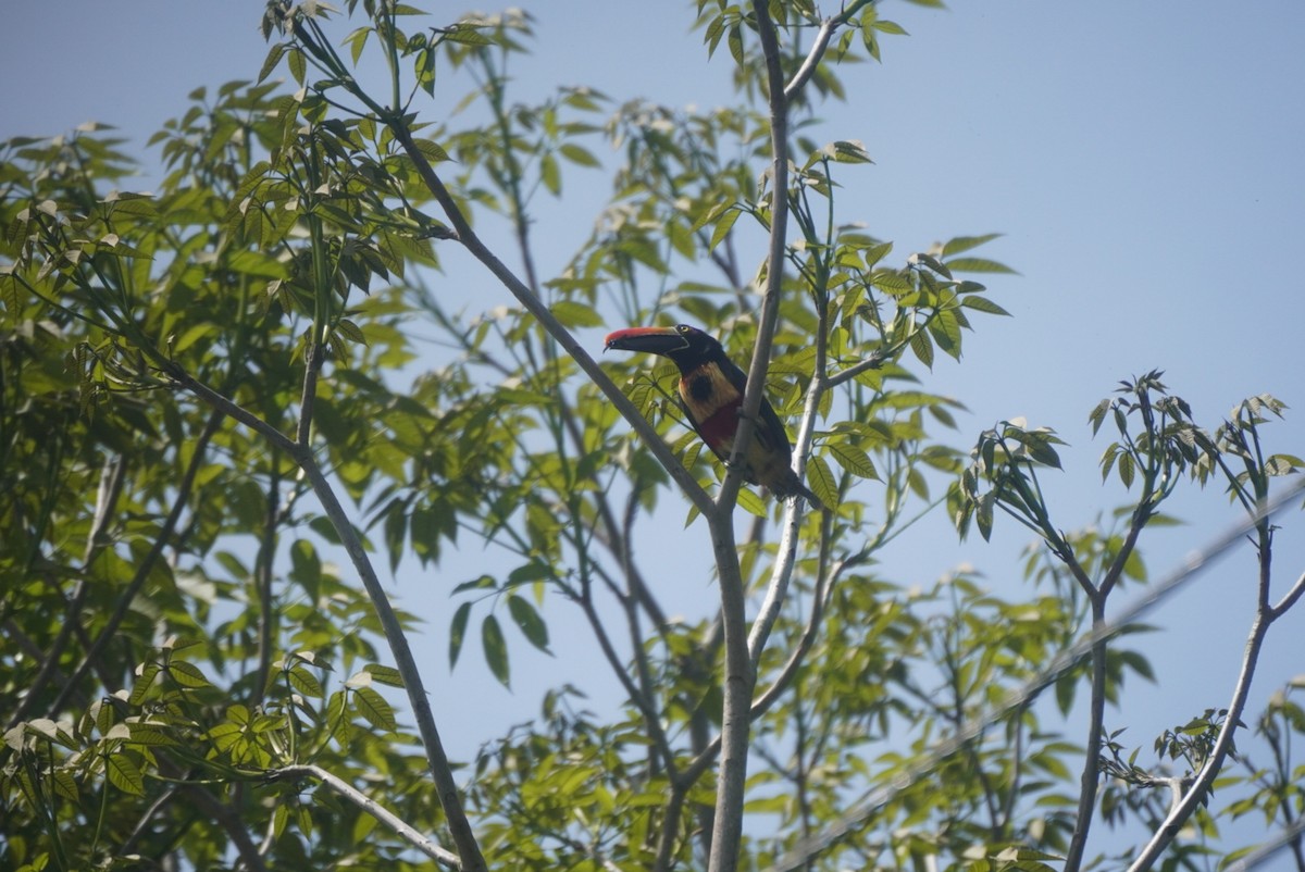 Fiery-billed Aracari - ML620756869