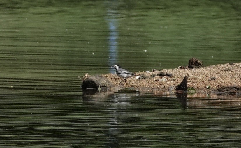 White Wagtail - ML620756870