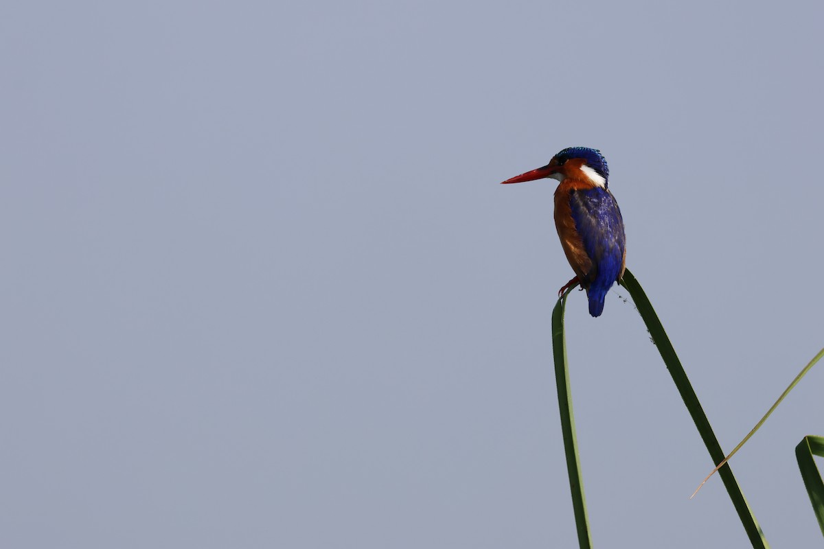 Malachite Kingfisher - ML620756876