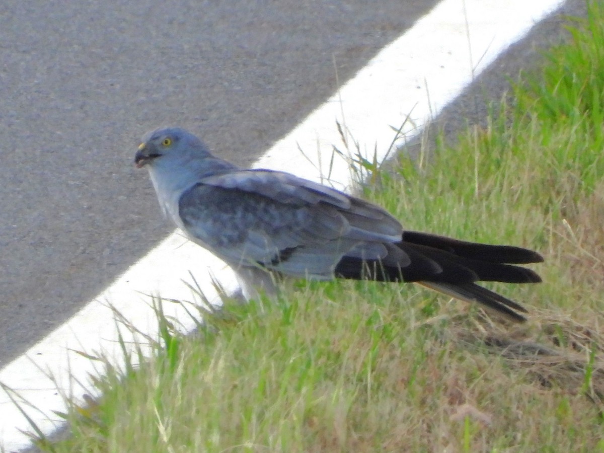 Montagu's Harrier - ML620756877