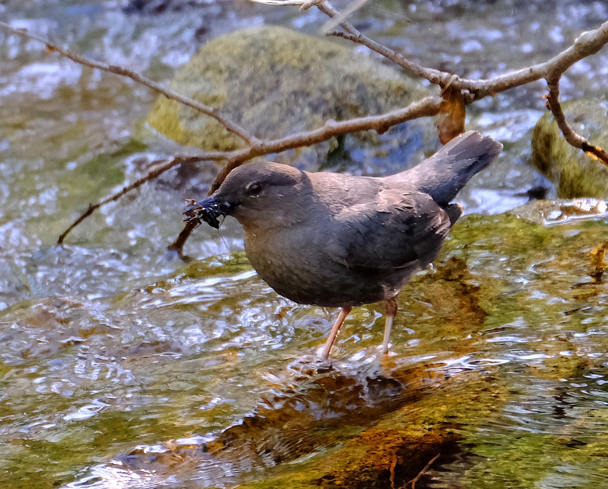 American Dipper - David Zittin