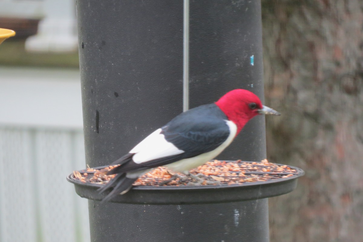 Red-headed Woodpecker - Susan Weaver