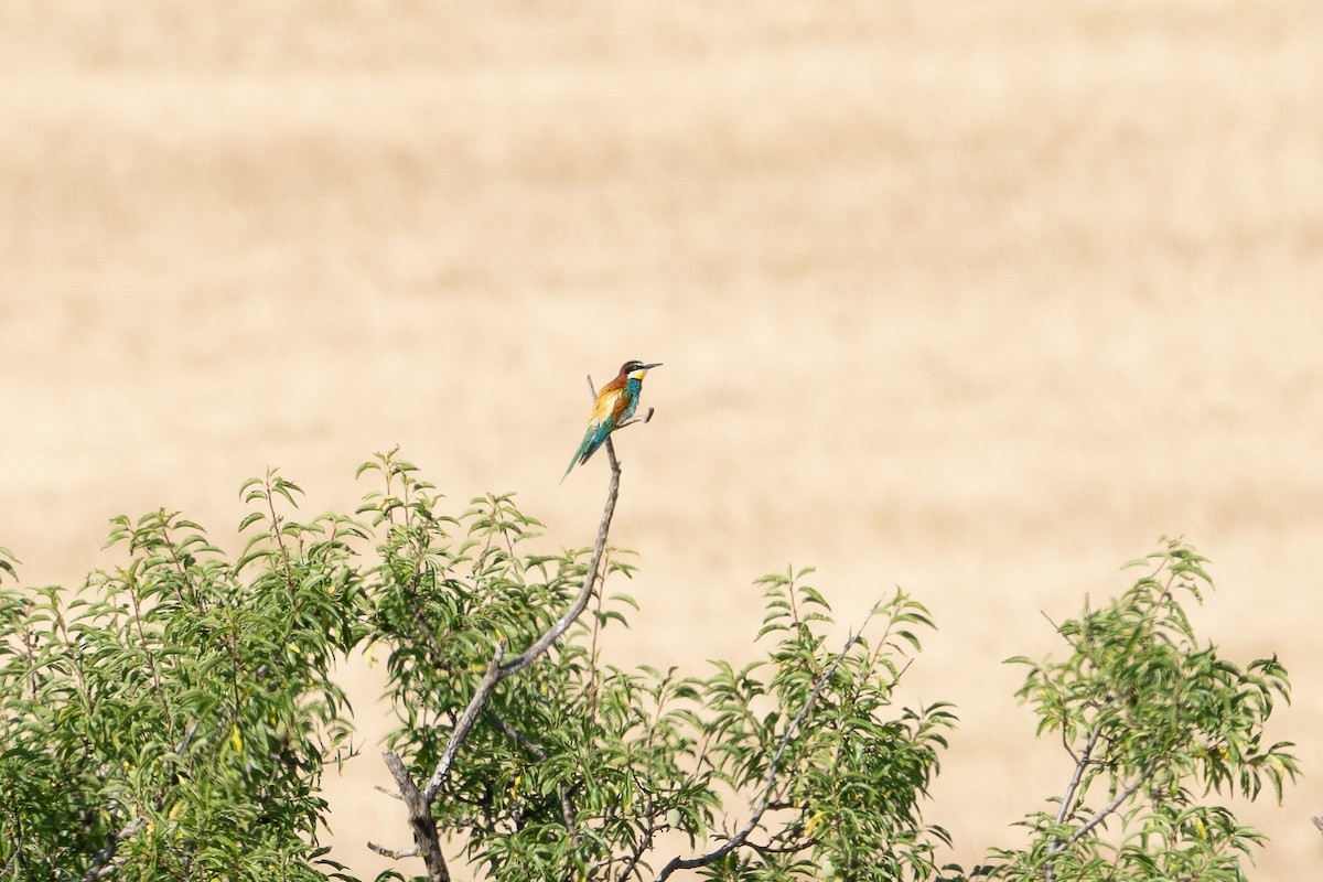 European Bee-eater - ML620756880