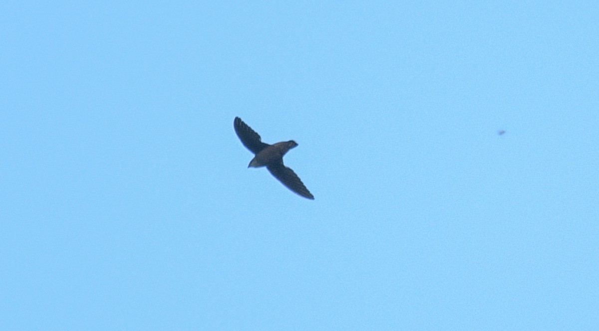 Chimney Swift - Margaret Poethig