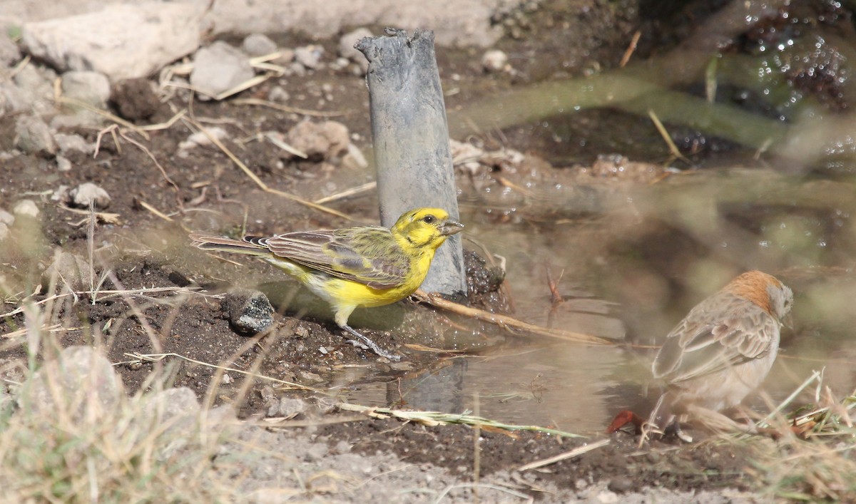 White-bellied Canary - ML620756907