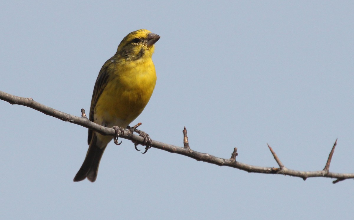 White-bellied Canary - ML620756908