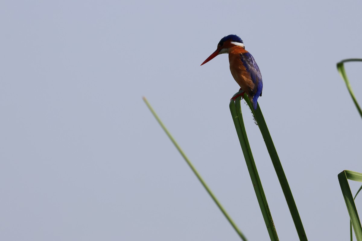 Malachite Kingfisher - ML620756916