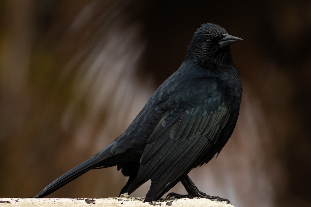 Austral Blackbird - Ariel Cabrera Foix