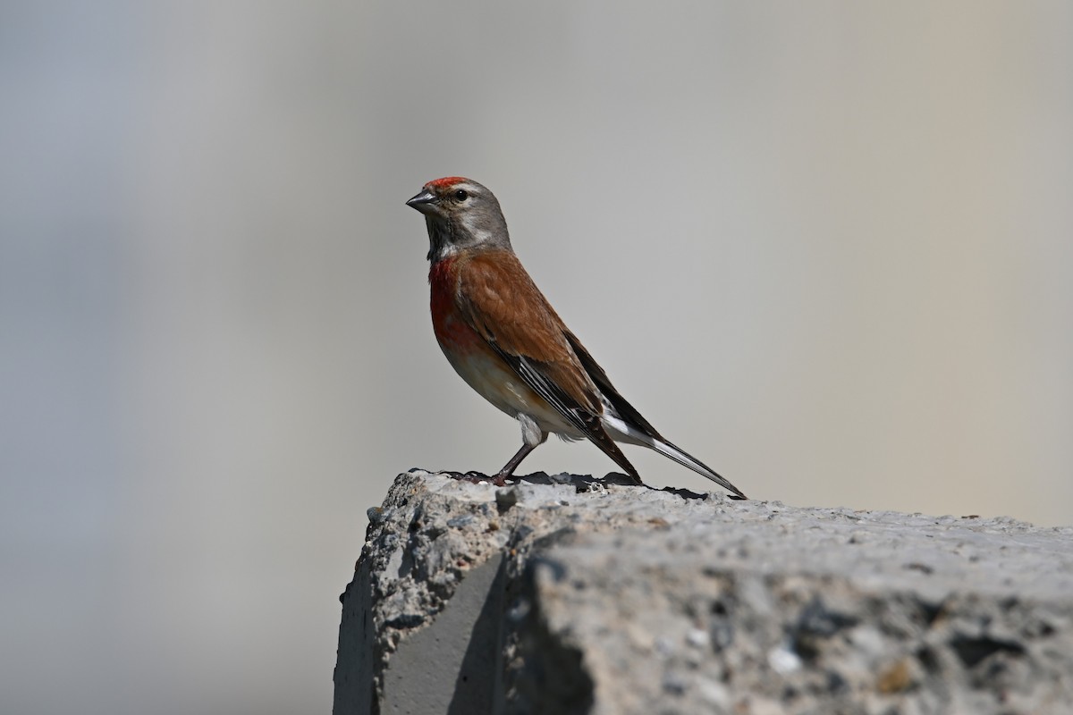 Eurasian Linnet - ML620756932