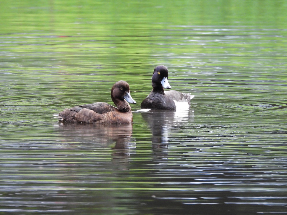 Tufted Duck - Anonymous