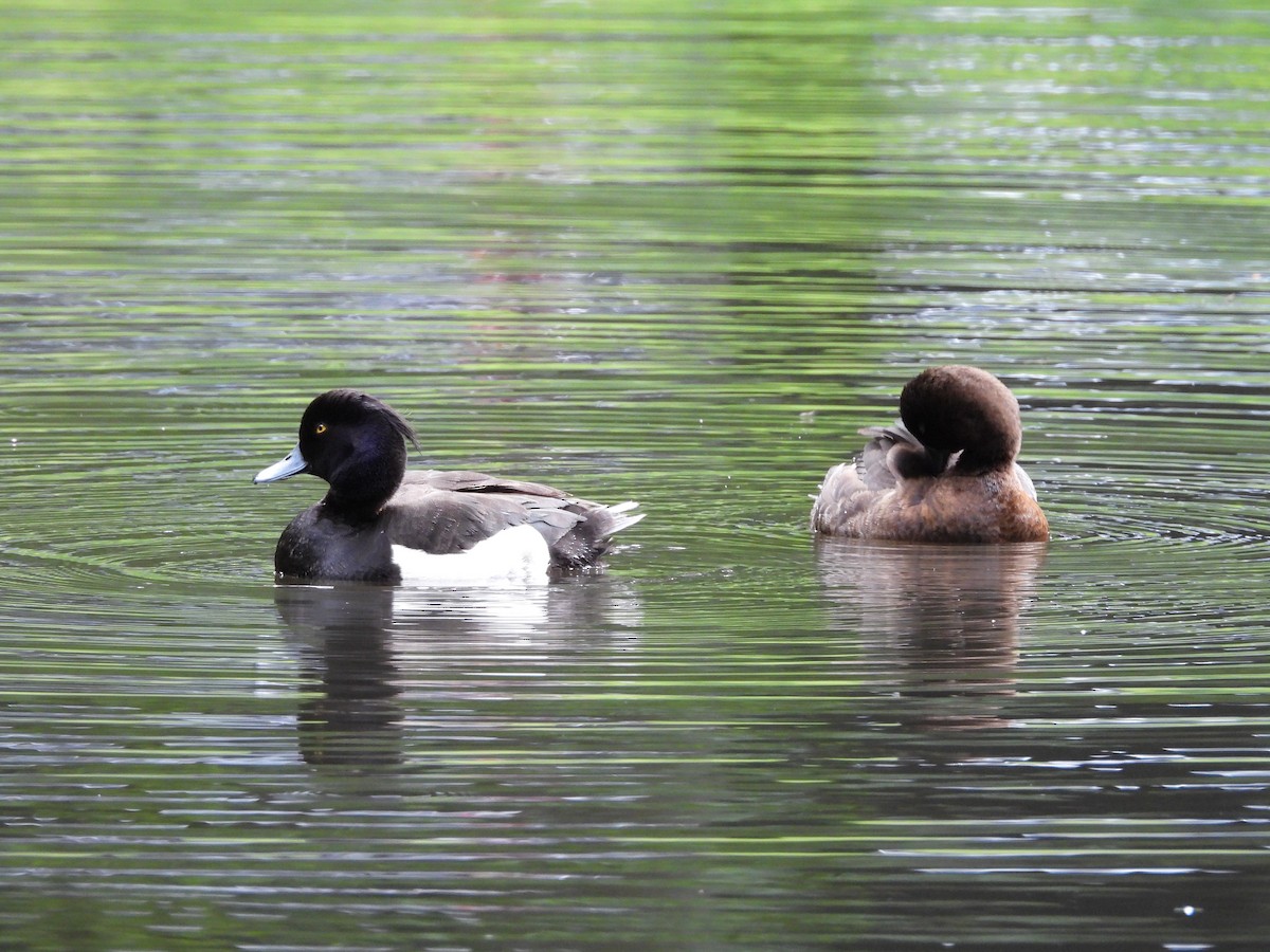 Tufted Duck - ML620756941